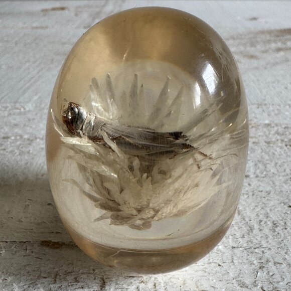 Vintage Lucite Acrylic Paperweight Decor with White Strawflower and Real Bug - Picture 2 of 10